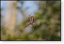 Argiope Bruennichi Wespspin insect insecten kever kevers tor torren spin spinnen wesp wespen bij bijen sprinkhaan sprinkhanen vlieg vliegen mug muggen